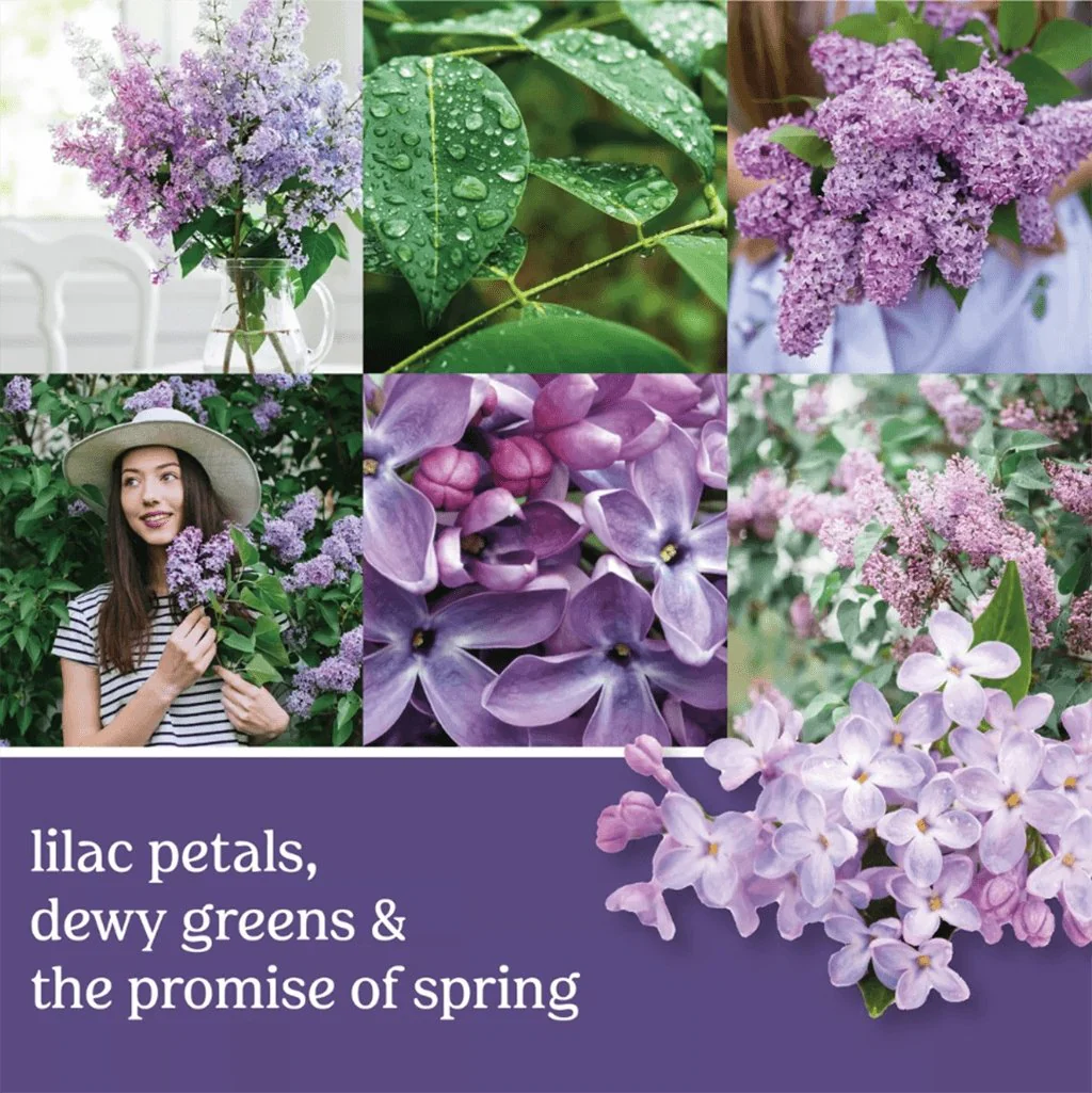 Yankee Candle : Easy MeltCup in Lilac Blossoms - Image 2