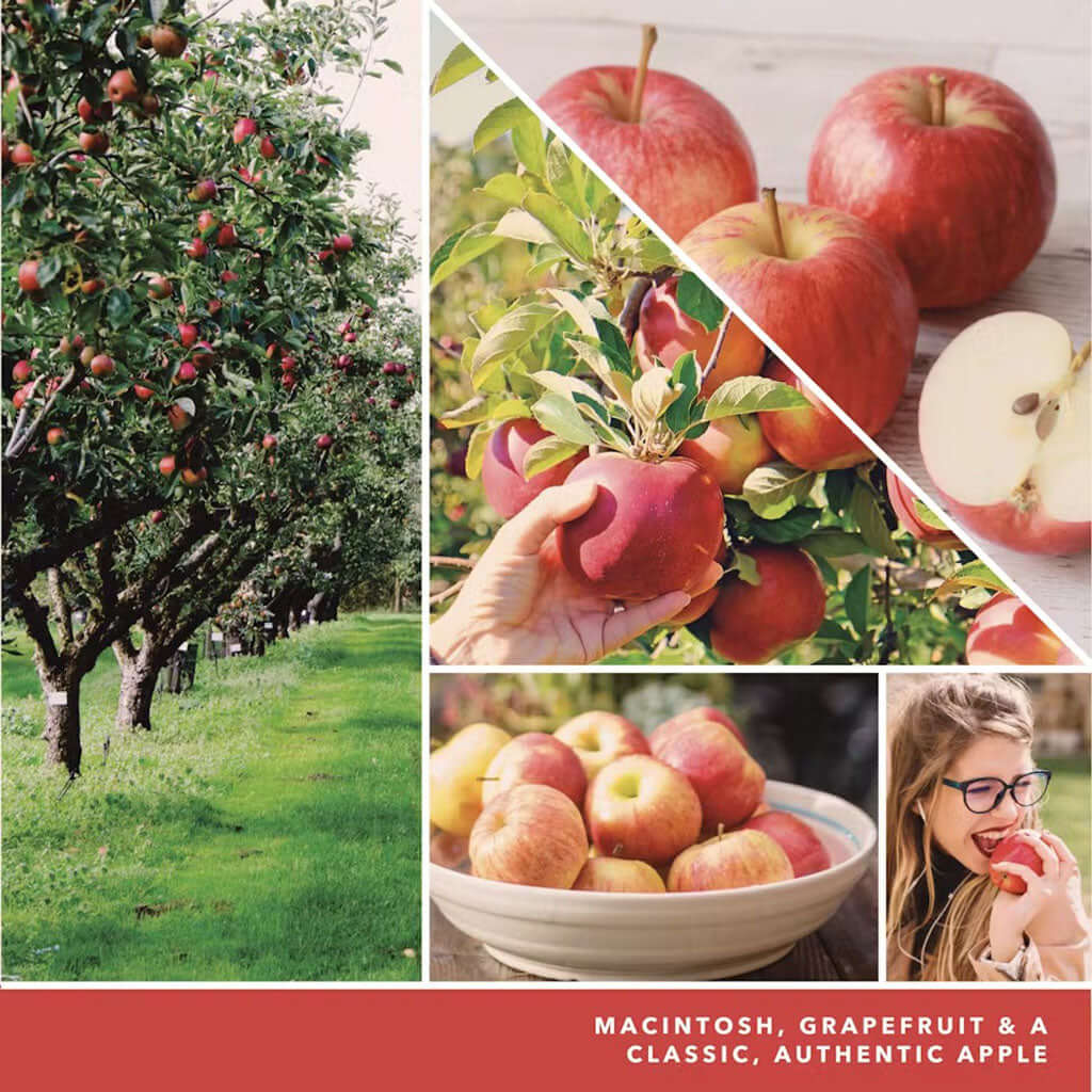 Yankee Candle : ScentPlug® Refill in Macintosh - Image 2